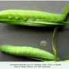 lasiommata adrastoides larva4 1